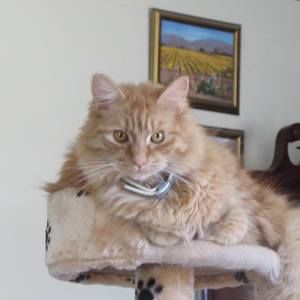 Meet your Posher, Frank